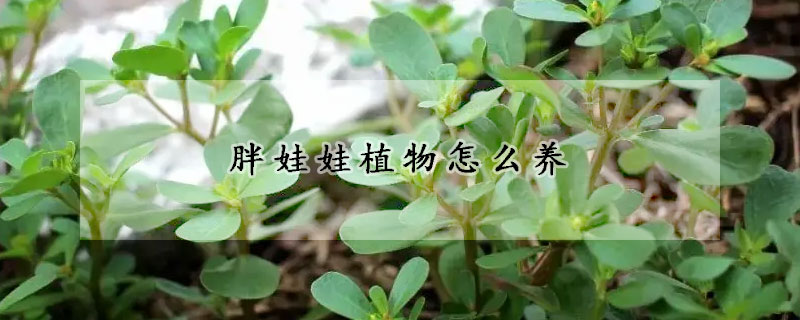 胖娃娃植物怎么养