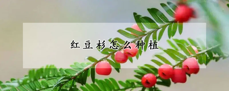 红豆杉怎么种植