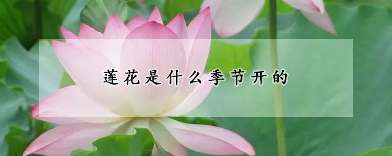 莲花是什么季节开的