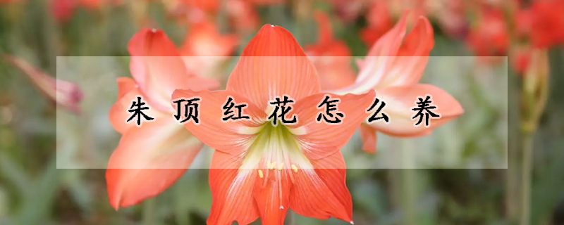 朱顶红花怎么养