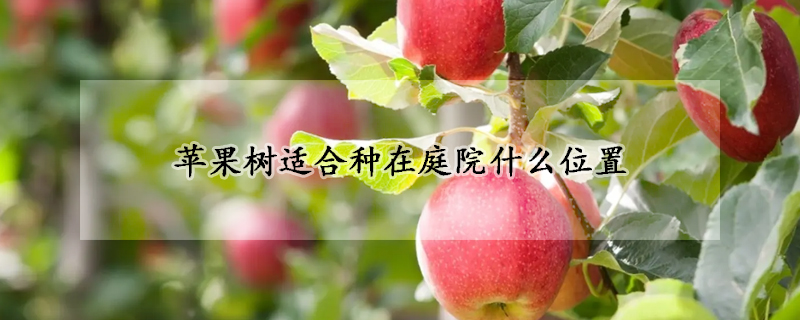 苹果树适合种在庭院什么位置