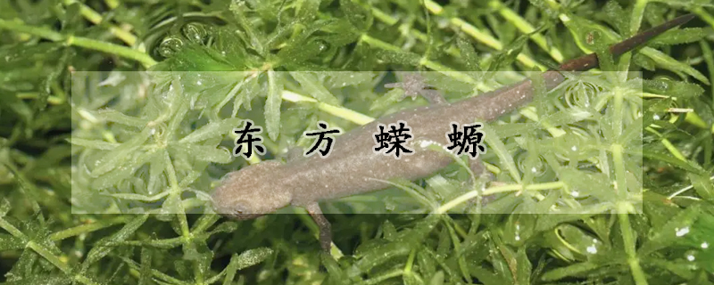 东方蝾螈吃什么