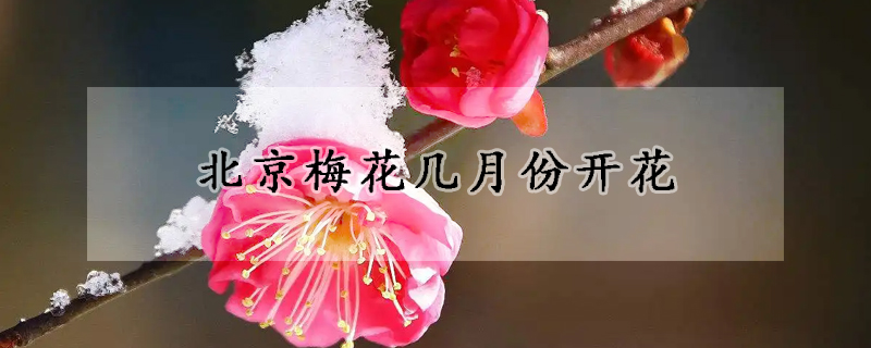 北京梅花几月份开花