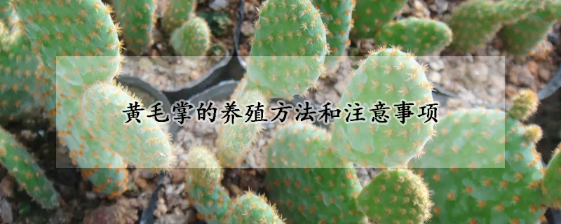 黄毛掌的养殖方法和注意事项