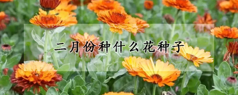 二月份种什么花种子