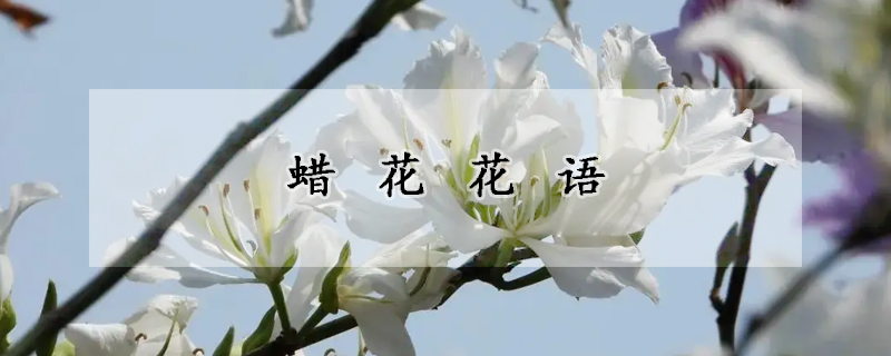 蜡花花语