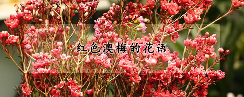 红色澳梅的花语