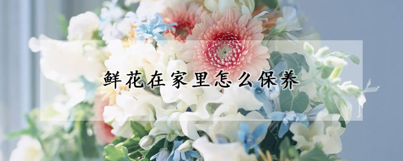 鲜花在家里怎么保养