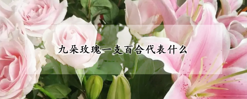 九朵玫瑰一支百合代表什么