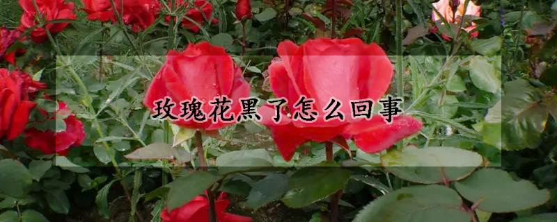 玫瑰花黑了怎么回事