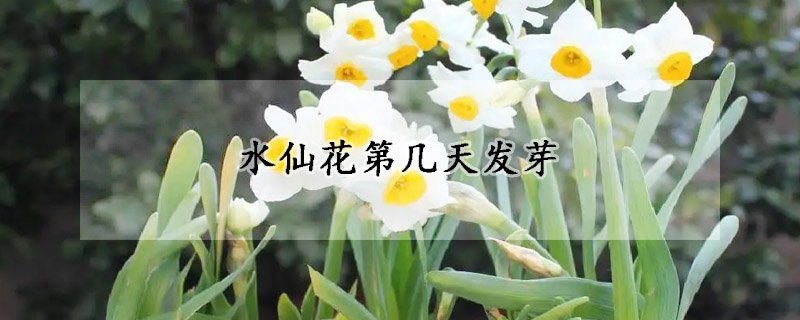 水仙花第几天发芽