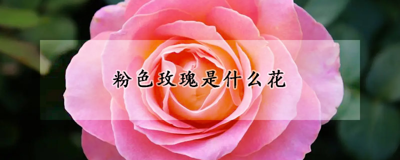 粉色玫瑰是什么花