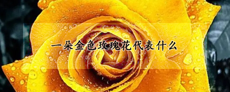 一朵金色玫瑰花代表什么