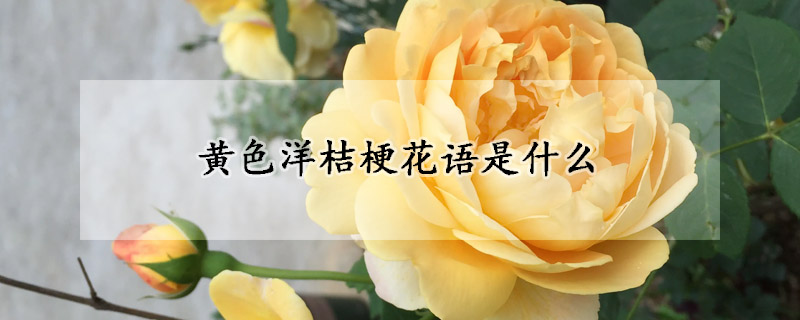 黄色洋桔梗花语是什么