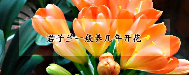 君子兰一般养几年开花