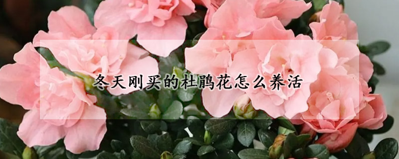 冬天刚买的杜鹃花怎么养活