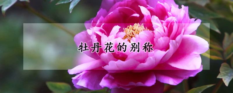 牡丹花的别称