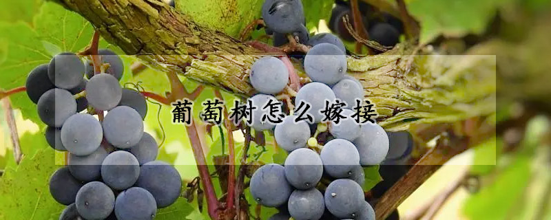 葡萄树怎么嫁接