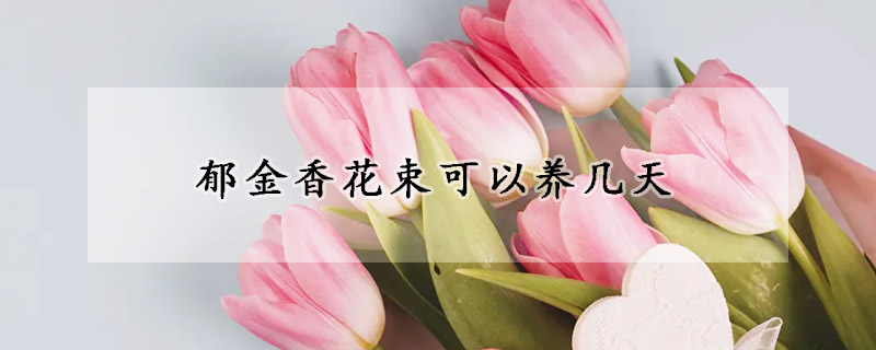 郁金香花束可以养几天