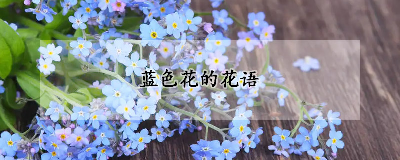 蓝色花的花语