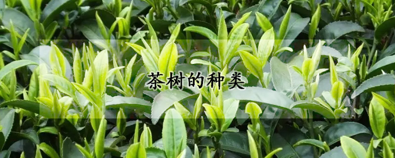 茶树的种类