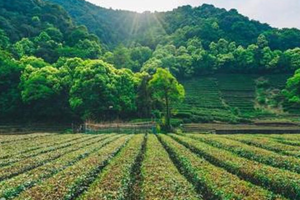 六大茶山是哪几个 普洱新六大茶山是哪六个