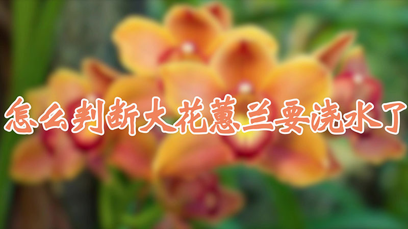 怎么判断大花蕙兰要浇水了