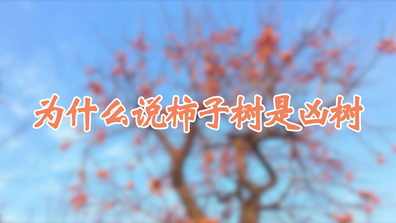 为什么说柿子树是凶树