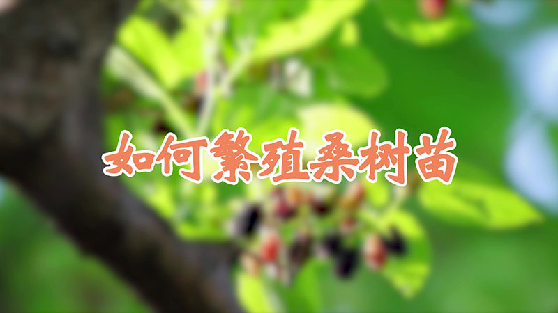 如何繁殖桑树苗