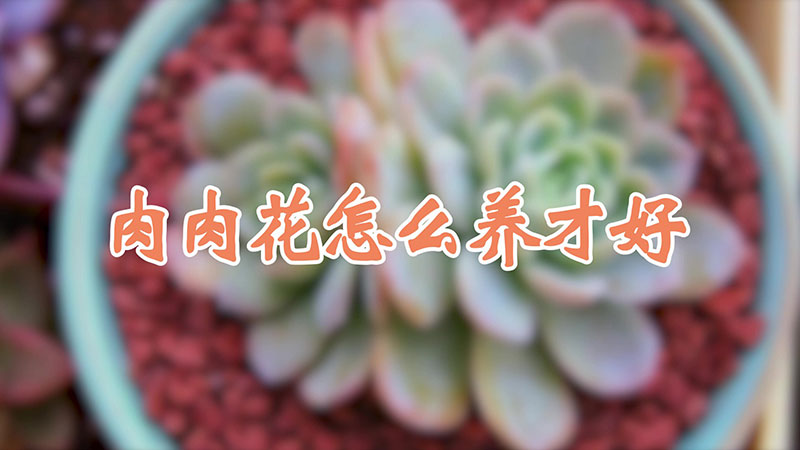 肉肉花怎么养才好