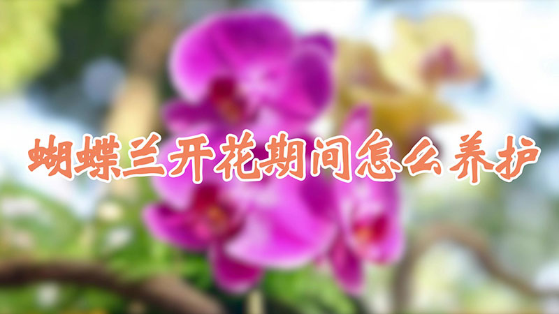 蝴蝶兰开花期间怎么养护