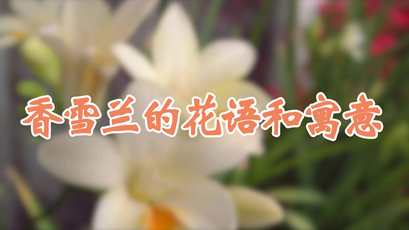 香雪兰的花语和寓意