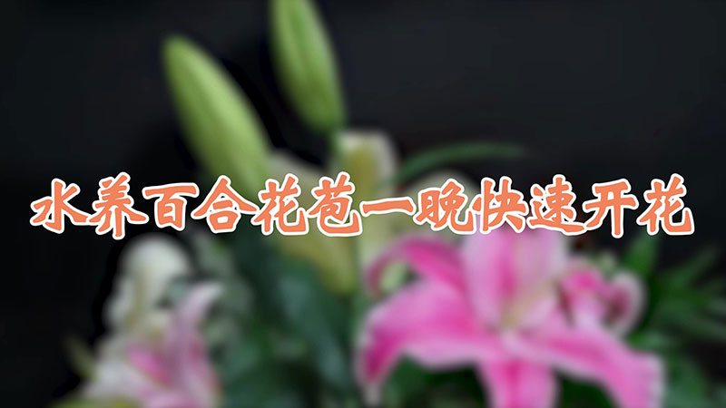 水养百合花苞一晚快速开花