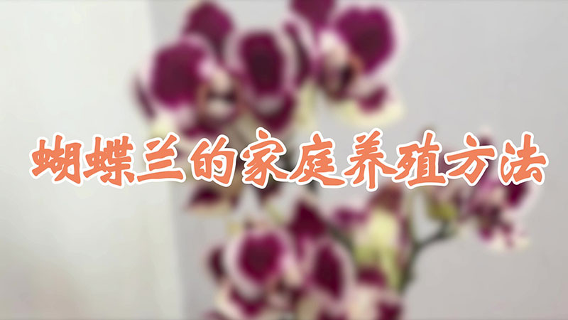 蝴蝶兰的家庭养殖方法