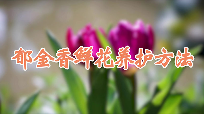 郁金香鲜花养护方法