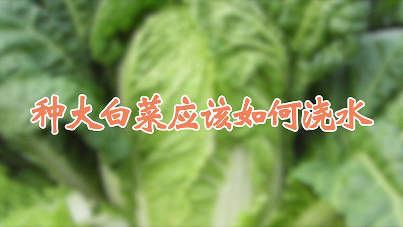 种大白菜应该如何浇水