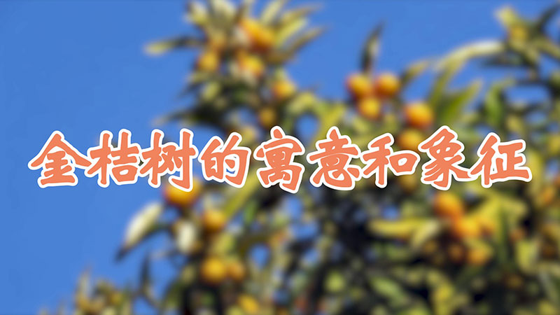 金桔树的寓意和象征