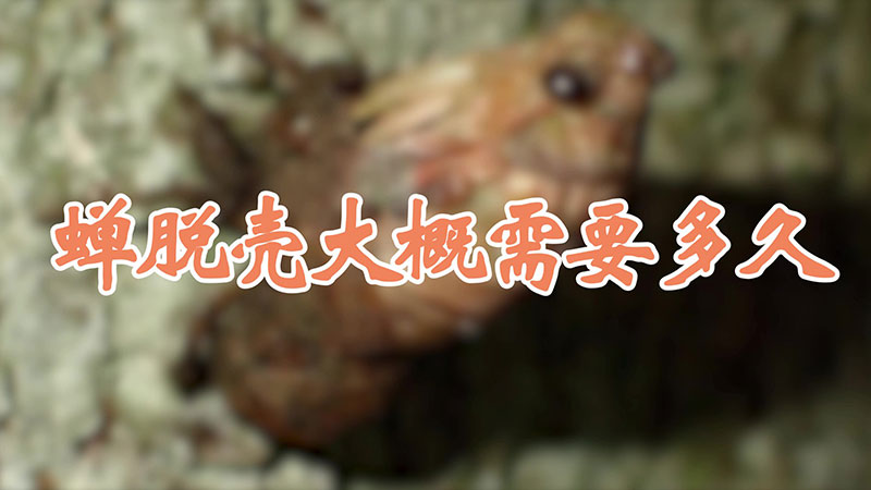 蝉脱壳大概需要多久