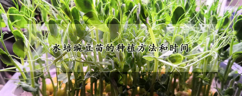 水培豌豆苗的种植方法和时间