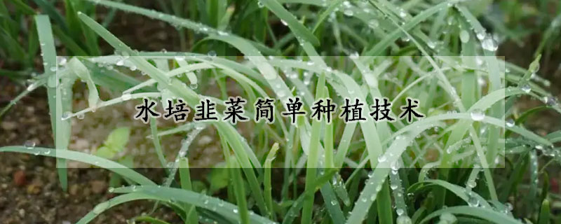 水培韭菜简单种植技术