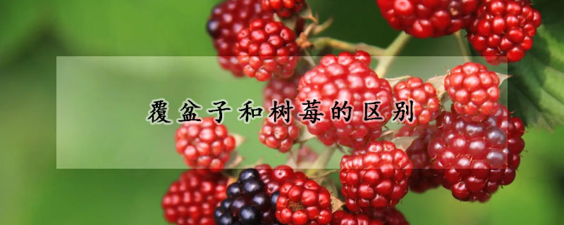 覆盆子和树莓的区别