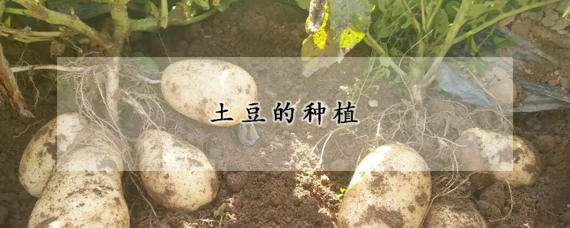 土豆的种植