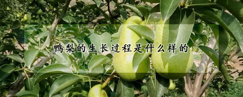 鸭梨的生长过程是什么样的