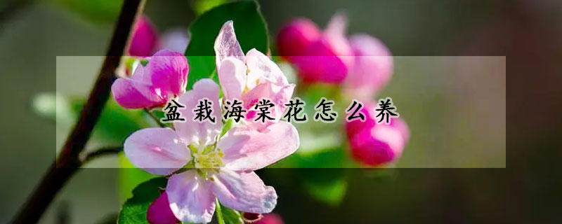 盆栽海棠花怎么养