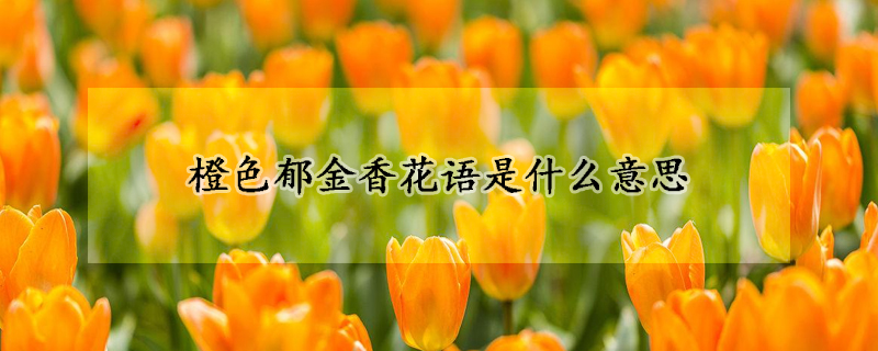 橙色郁金香花语是什么意思