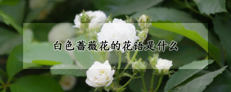 白色蔷薇花的花语是什么