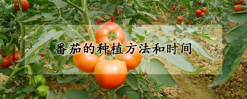 番茄的种植方法和时间