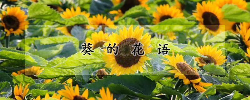 葵的花语