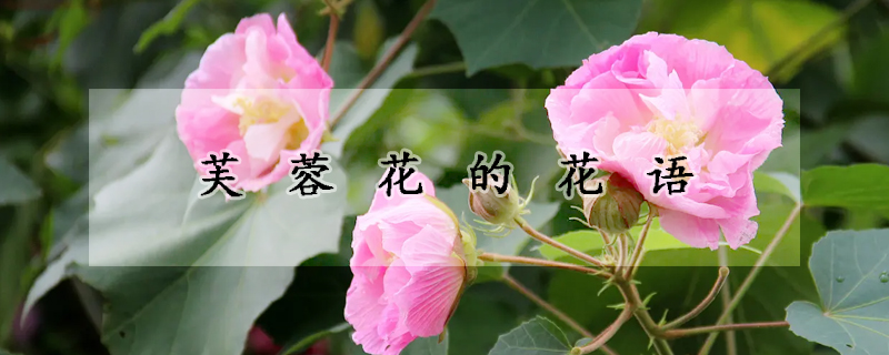 芙蓉花的花语