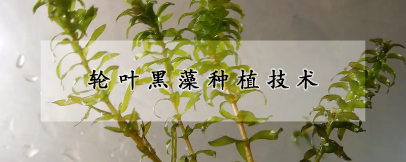轮叶黑藻种植技术
